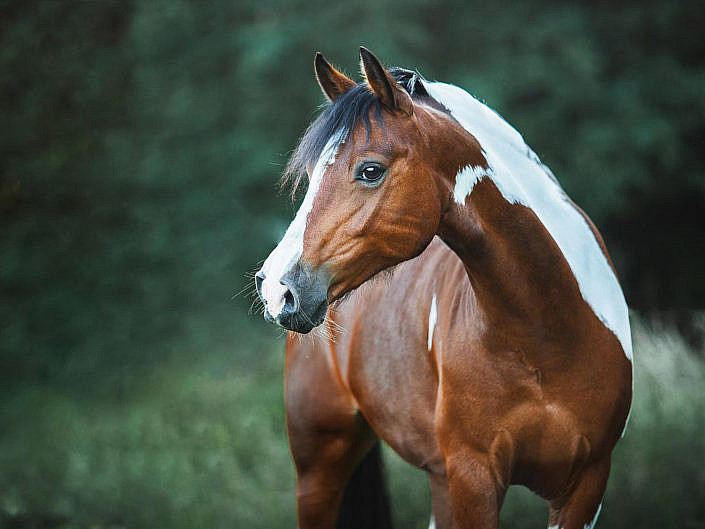 Magische Fotos Anna Panke Pferde Und Hundefotografin In Nrw Koln Hamm