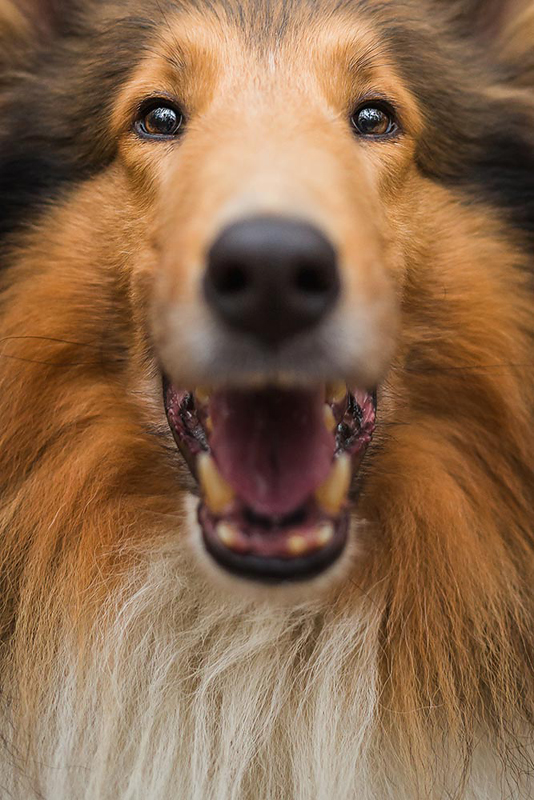 Fotoshooting mit Hund » Anna Panke • Pferde und Hundefotografin in NRW